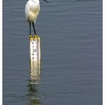 Snowy Egret....