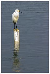 Snowy Egret....