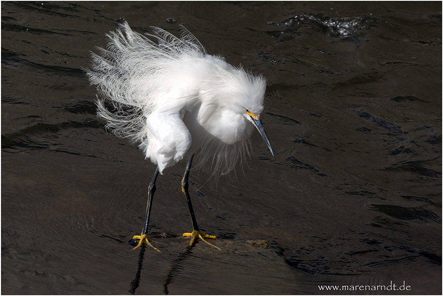 Snowy Egret