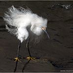 Snowy Egret