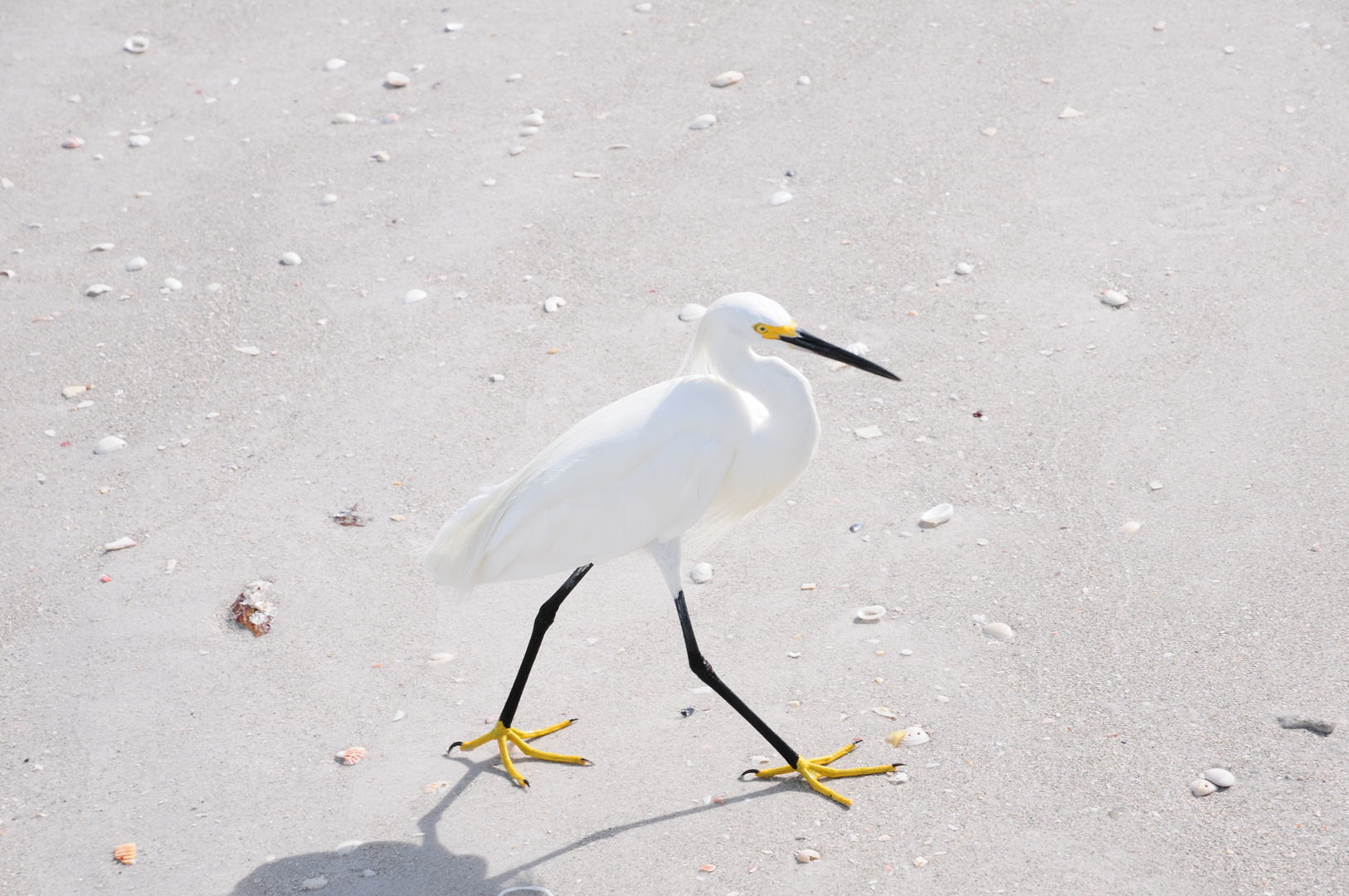 Snowy Egret - Schmuckreiher