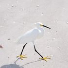 Snowy Egret - Schmuckreiher
