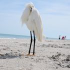 Snowy Egret - Schmuckreiher 2