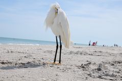 Snowy Egret - Schmuckreiher 2