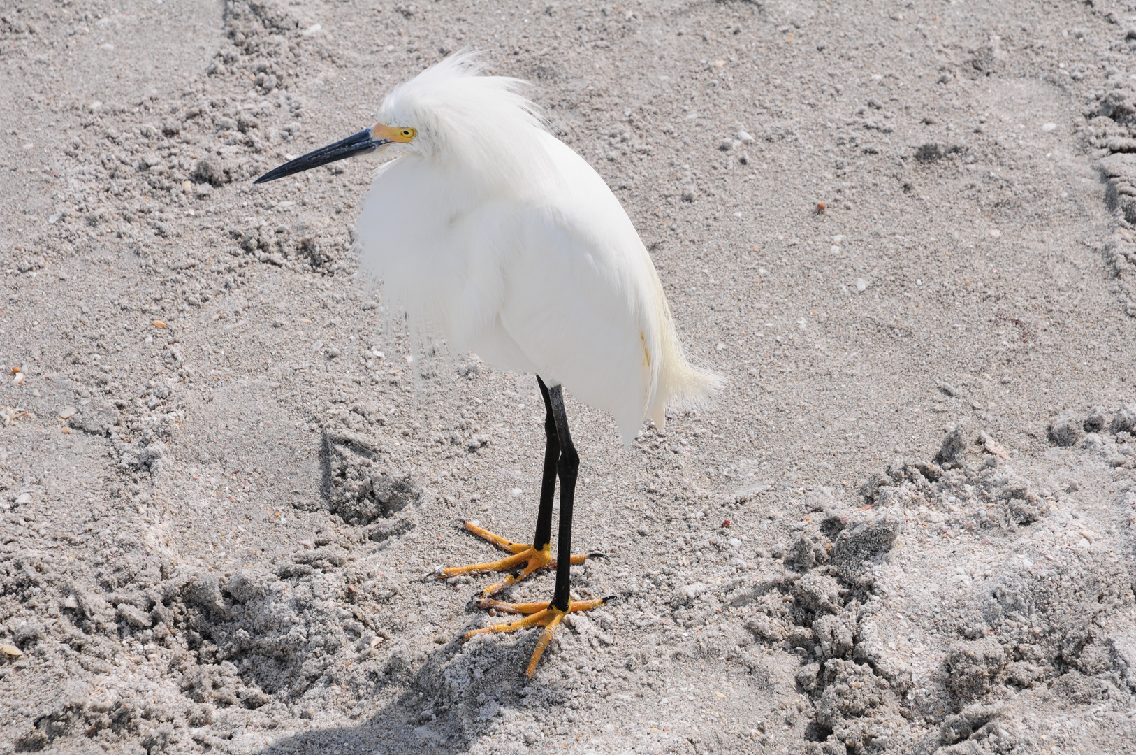 Snowy Egret - Schmuckreiher 3