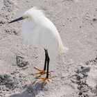 Snowy Egret - Schmuckreiher 3