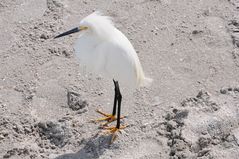 Snowy Egret - Schmuckreiher 3