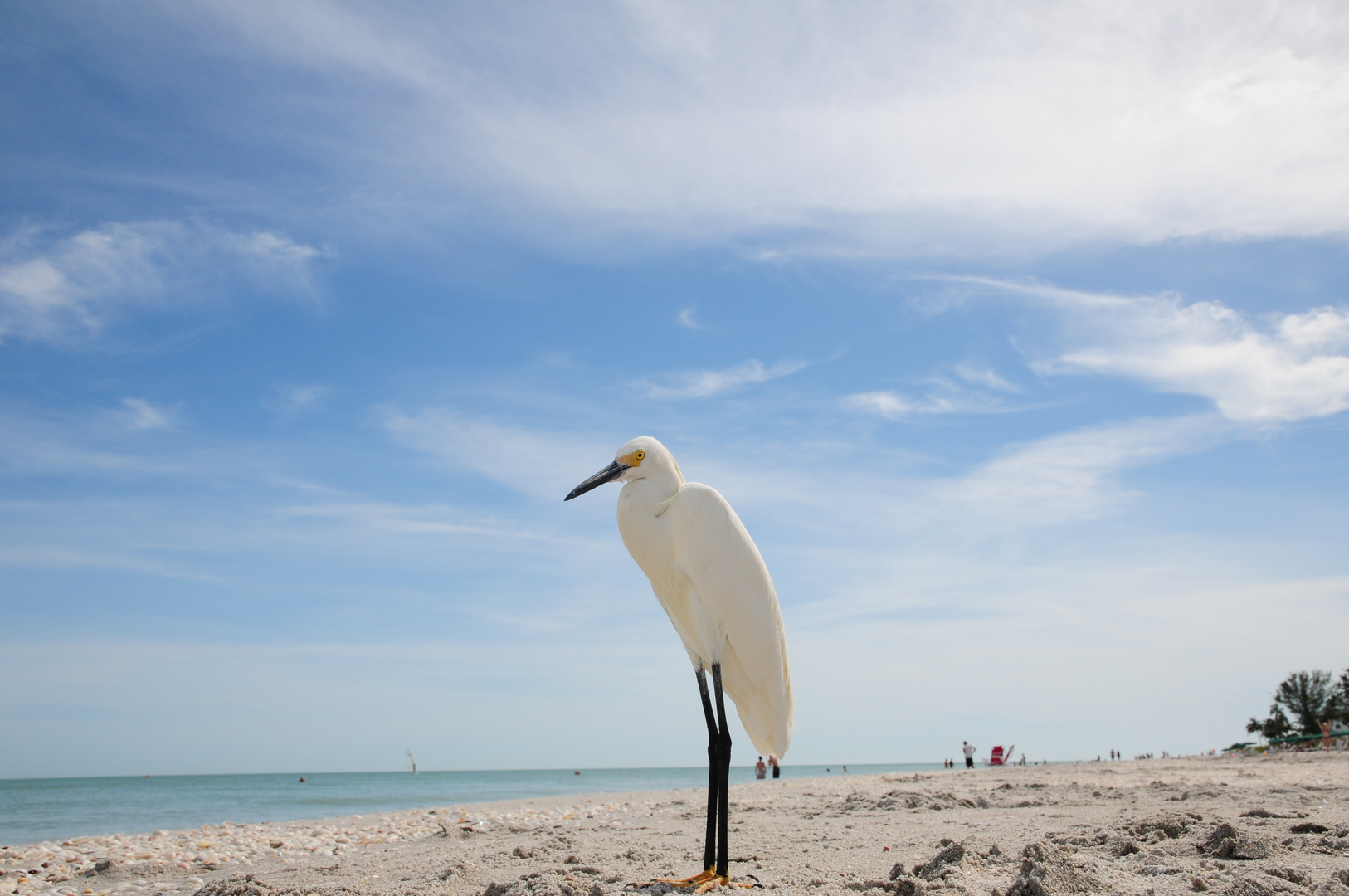 Snowy Egret - Schmuckreiher 4