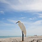 Snowy Egret - Schmuckreiher 4