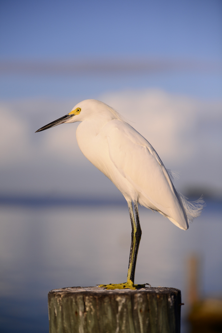 Snowy Egret (Schmuckreiher)