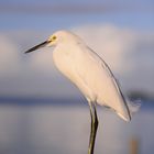 Snowy Egret (Schmuckreiher)