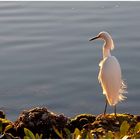 Snowy Egret / Schmuckreiher