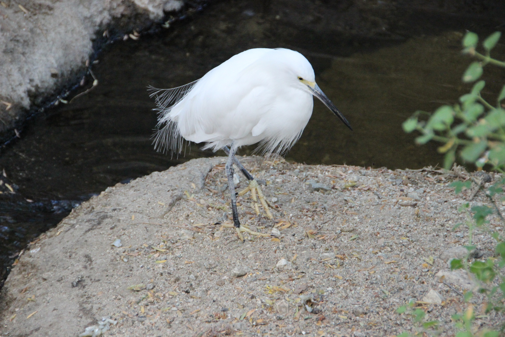 Snowy Egret  -  Schmuckreiher (Egretta thula) 