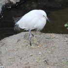 Snowy Egret  -  Schmuckreiher (Egretta thula) 