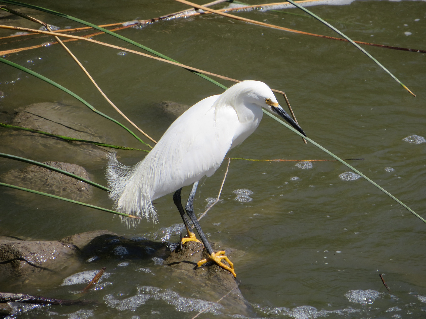 Snowy Egret - Schmuckreiher (Egretta thula)