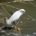 Snowy Egret - Schmuckreiher (Egretta thula)