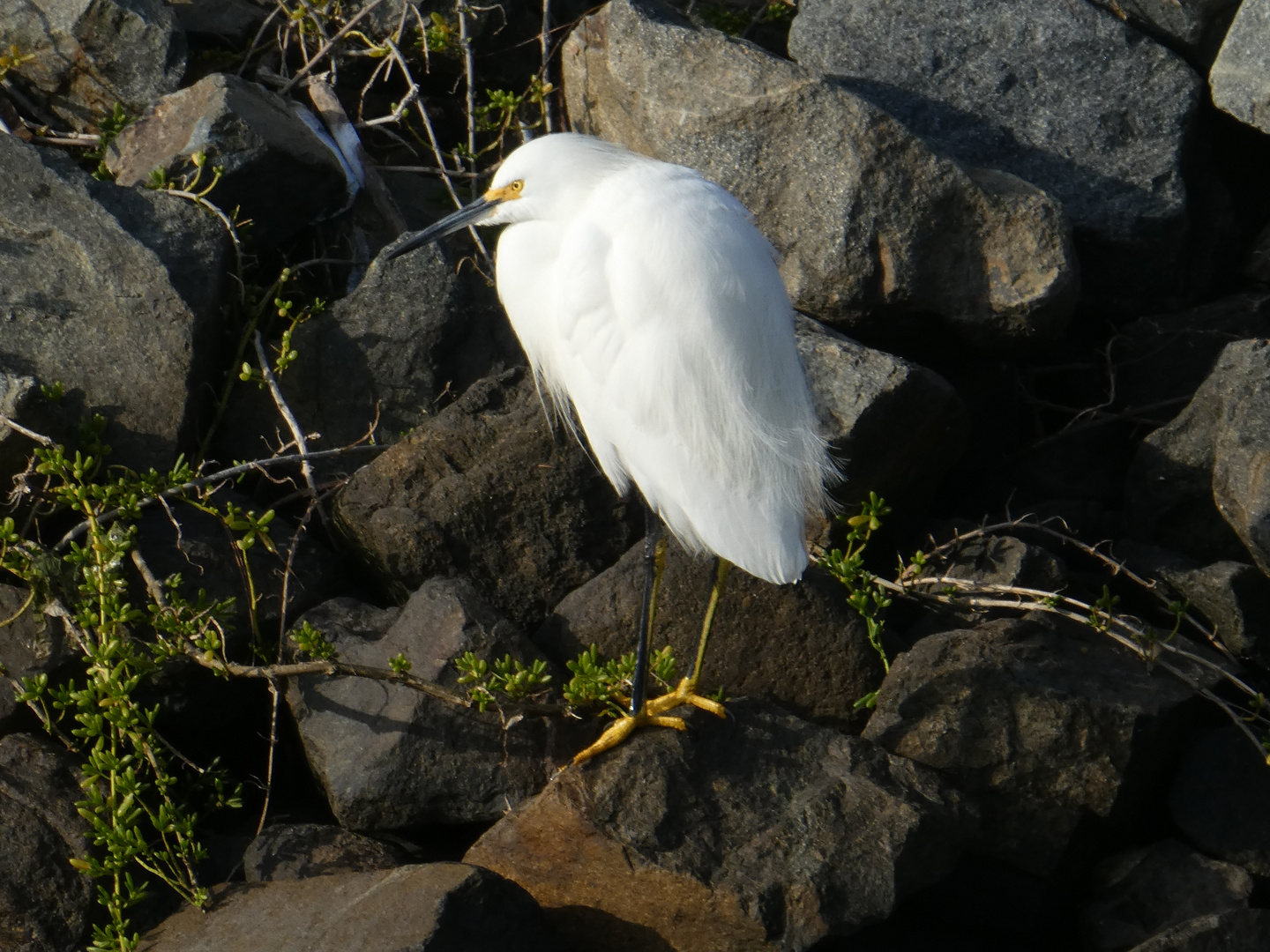 Snowy Egret  -  Schmuckreiher (Egretta thula)