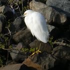 Snowy Egret  -  Schmuckreiher (Egretta thula)