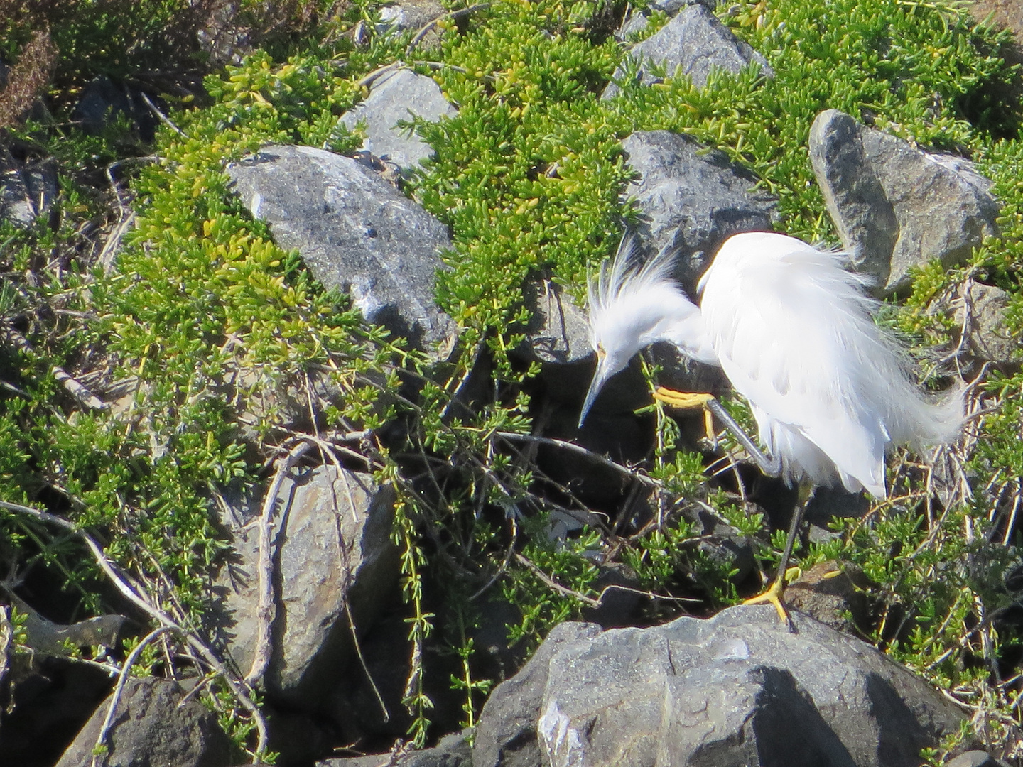 Snowy Egret - Schmuckreiher (Egretta thula)