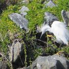 Snowy Egret - Schmuckreiher (Egretta thula)