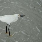 Snowy Egret - Schmuckreiher mit Wind von vorn...