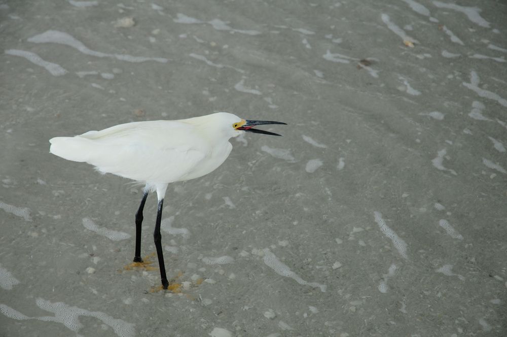 Snowy Egret - Schmuckreiher mit Wind von vorn...