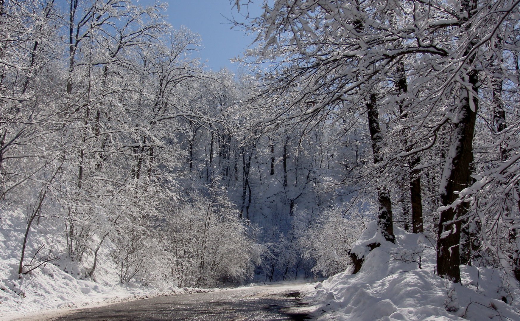 Snowy forest..