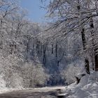 Snowy forest..