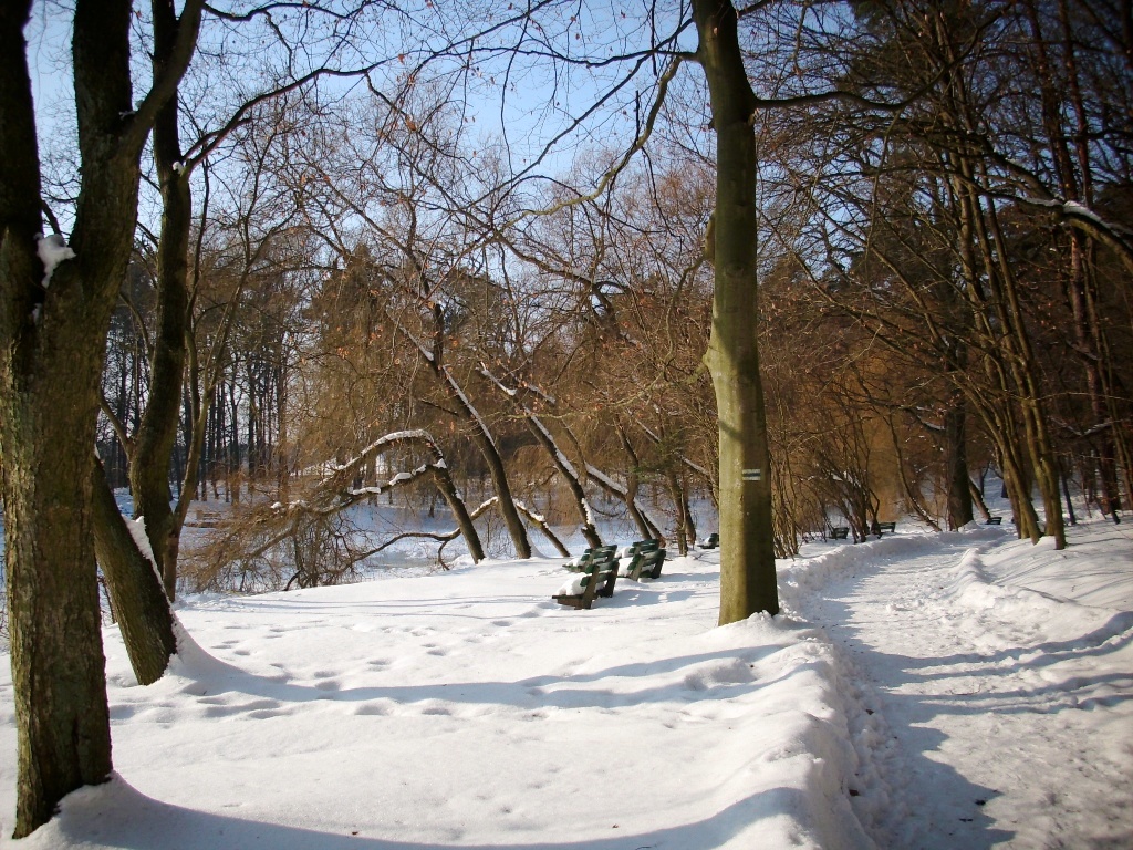 snowy forest