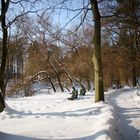 snowy forest