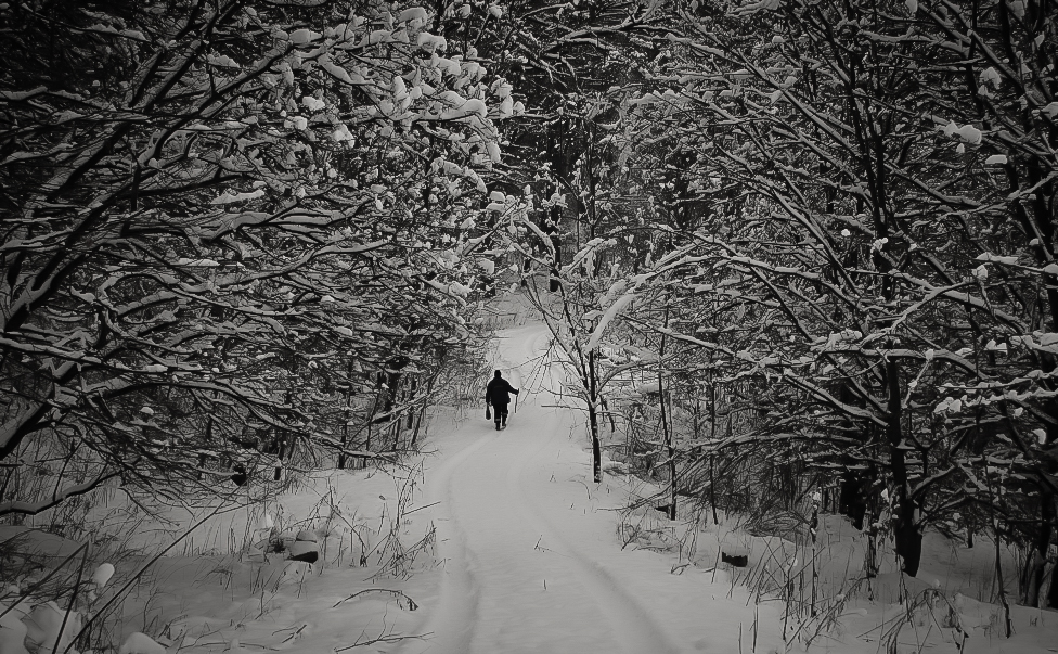 snowy forest