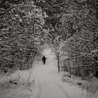 snowy forest