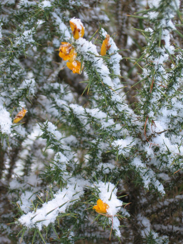 Snowy gorse