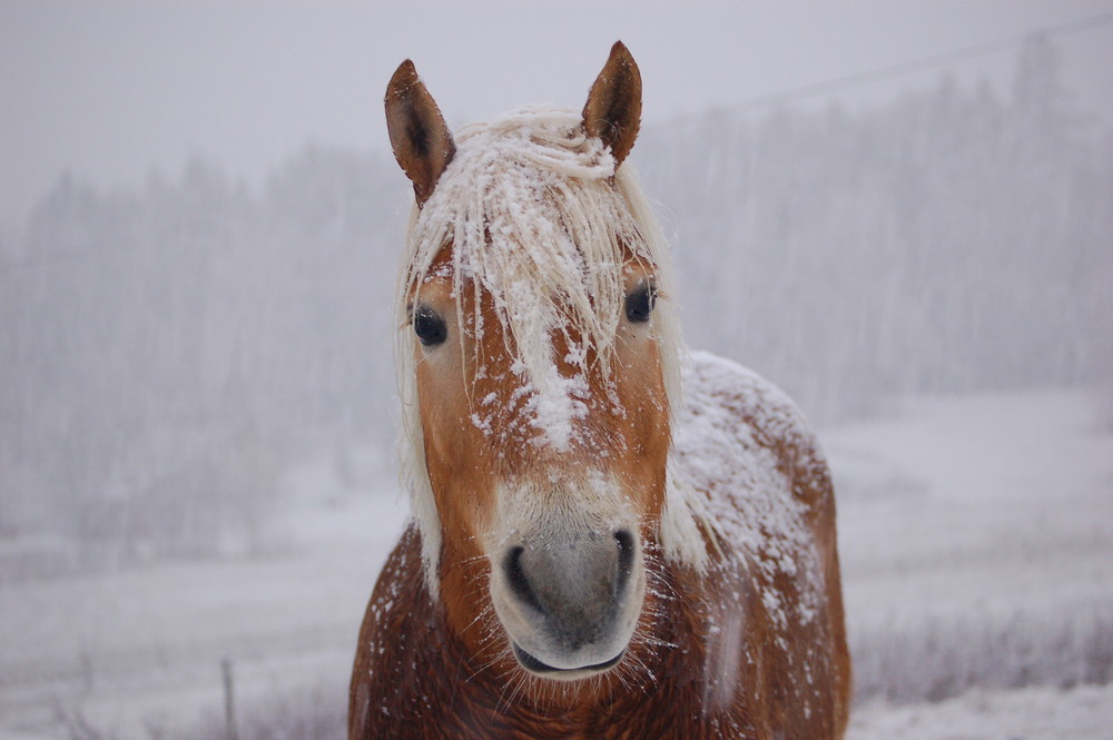 Snowy Haflinger