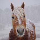 Snowy Haflinger