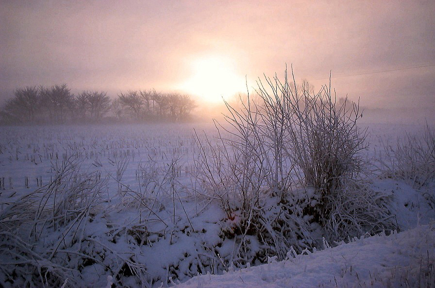 Snowy Hedgerow