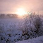 Snowy Hedgerow