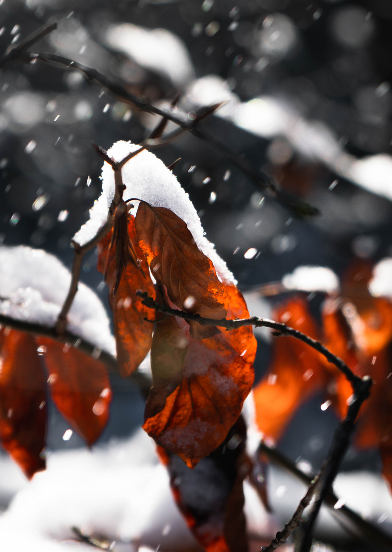 Snowy Leafs