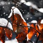 Snowy Leafs