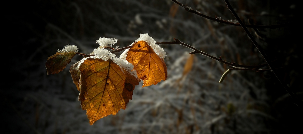 Snowy leaves