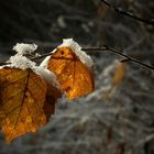 Snowy leaves