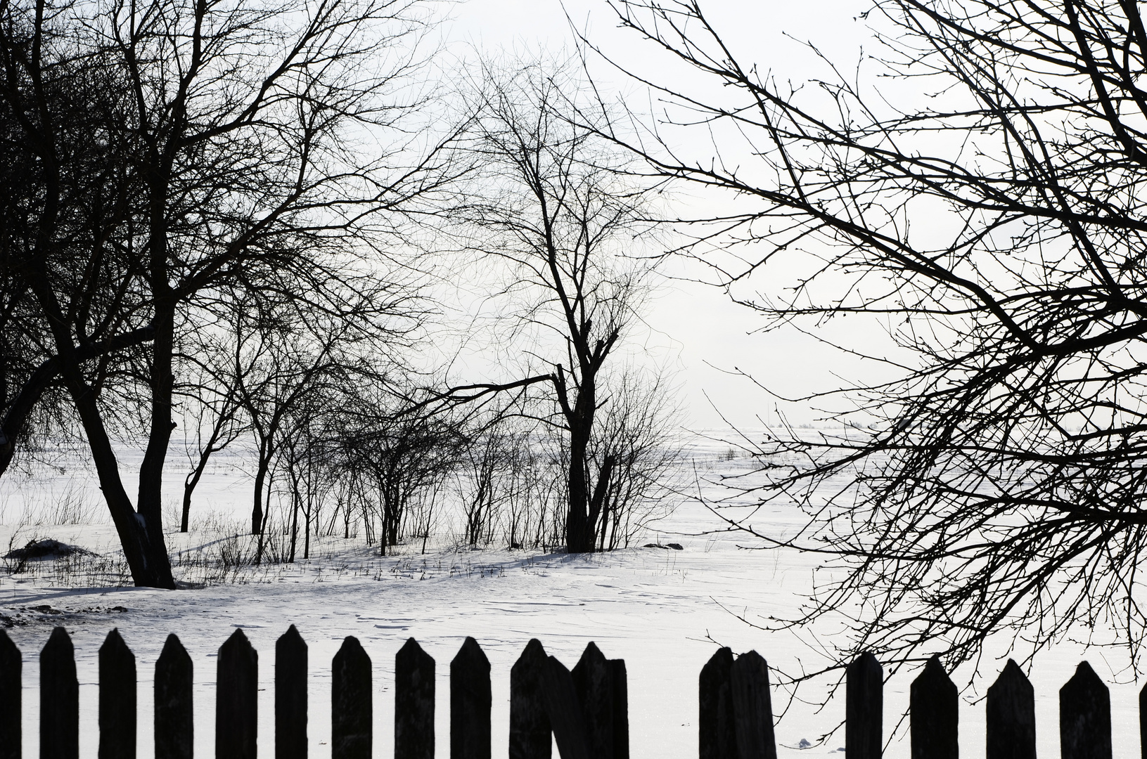 Snowy meadows of Voronizh village, Sumy region, Ukraine