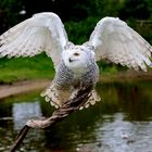 snowy owl