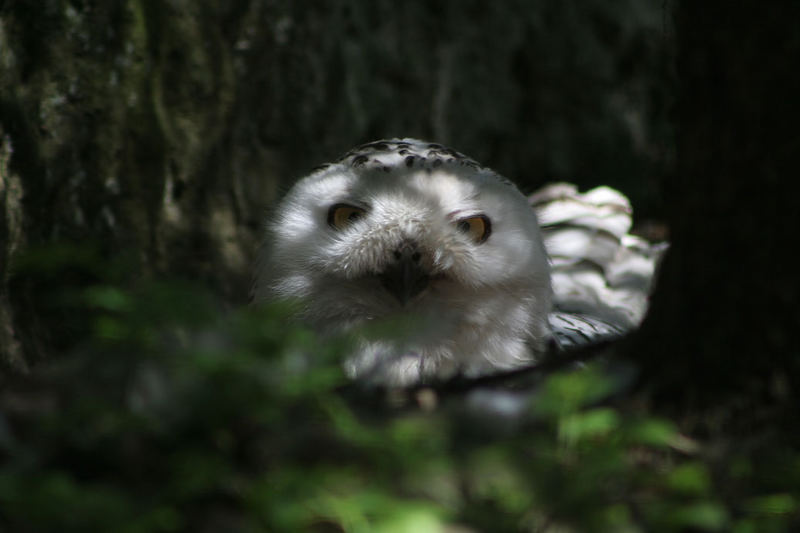 Snowy owl