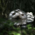 Snowy owl