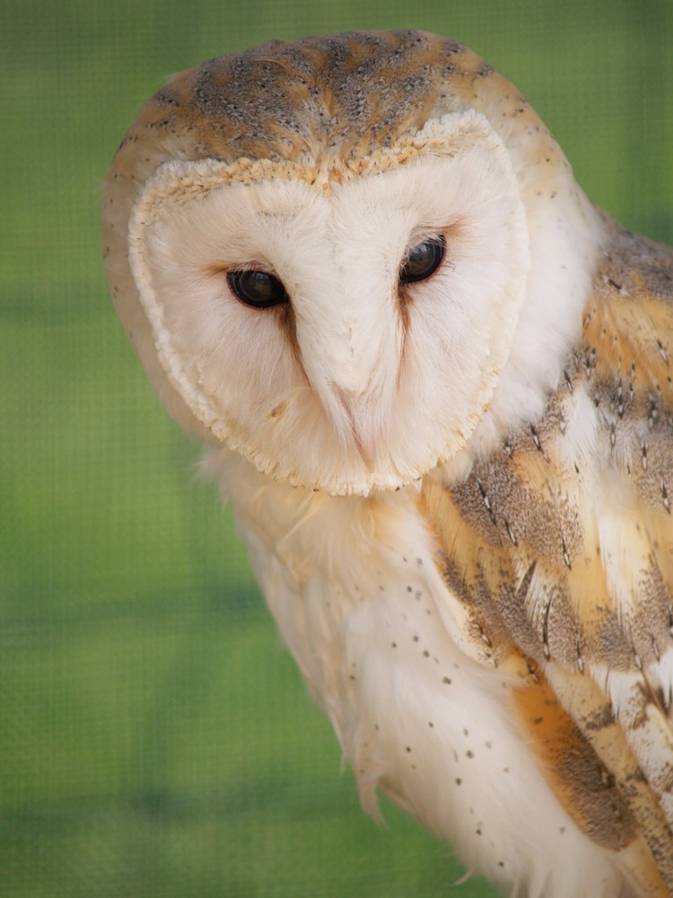 snowy owl