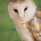 snowy owl