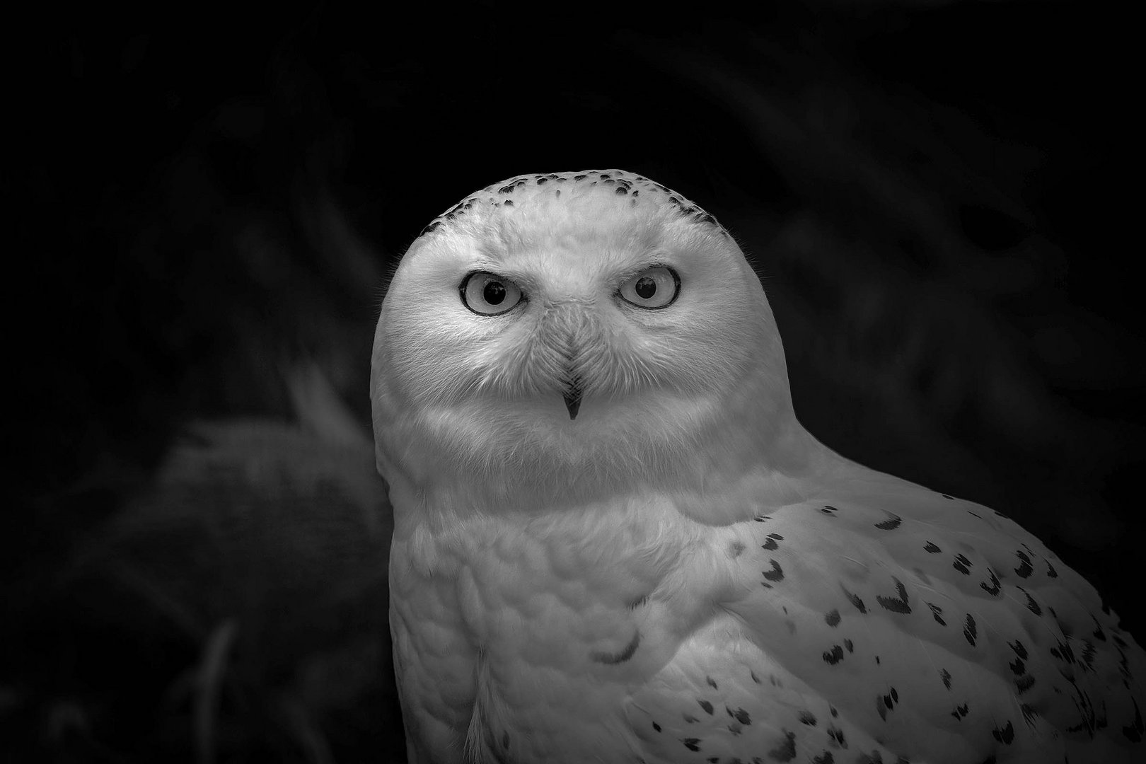 Snowy owl