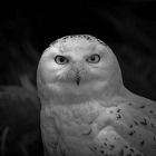 Snowy owl