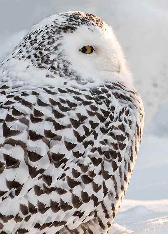 Snowy Owl